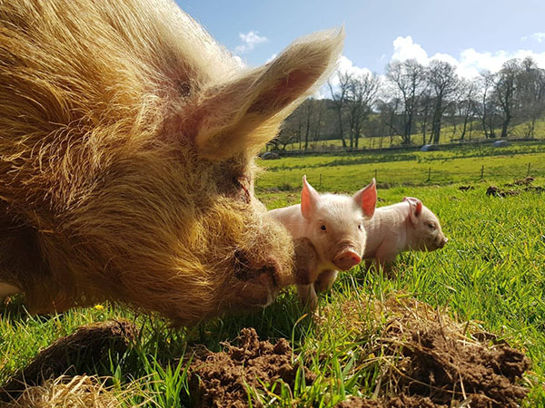 Pigs at Greenslade Farm